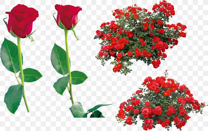 Rose Clip Art Shrub Image, PNG, 2049x1296px, Rose, Annual Plant, Botany, Cut Flowers, Drawing Download Free