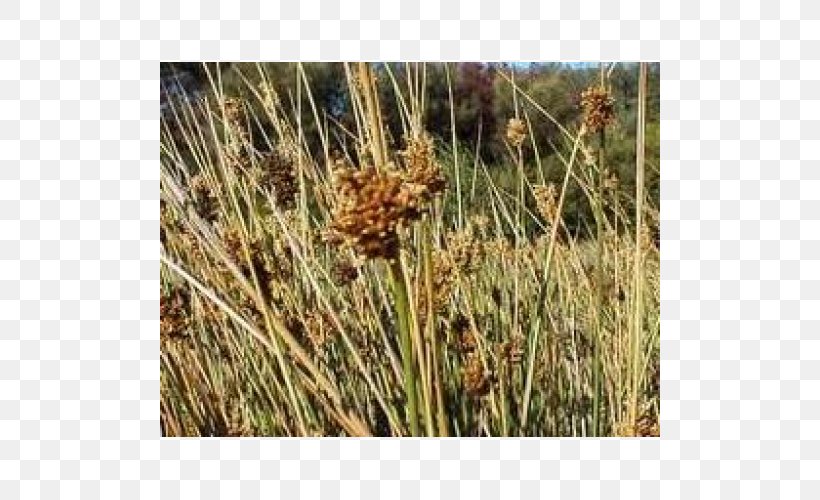 Sweet Grass Vetiver Plant Community Juncus Pallidus Commodity, PNG, 500x500px, Sweet Grass, Cereal, Chrysopogon, Chrysopogon Zizanioides, Commodity Download Free
