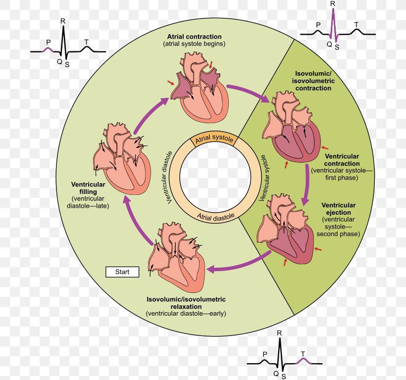 Cardiac Cycle Heart Ventricle Systole Diastole, PNG, 768x768px, Watercolor, Cartoon, Flower, Frame, Heart Download Free
