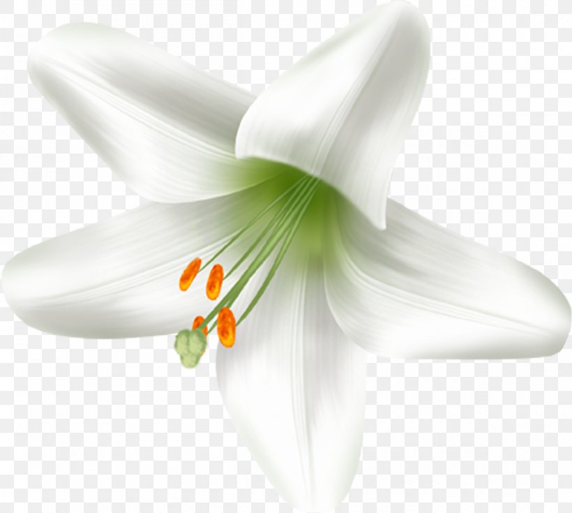 Flowering Plant Lilium Liliaceae, PNG, 1200x1076px, Flowering Plant, Closeup, Family, Flower, Liliaceae Download Free