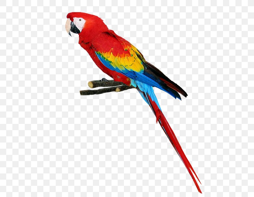 Parrot Bird, PNG, 518x636px, Parrot, Animal, Beak, Bird, Common Pet Parakeet Download Free