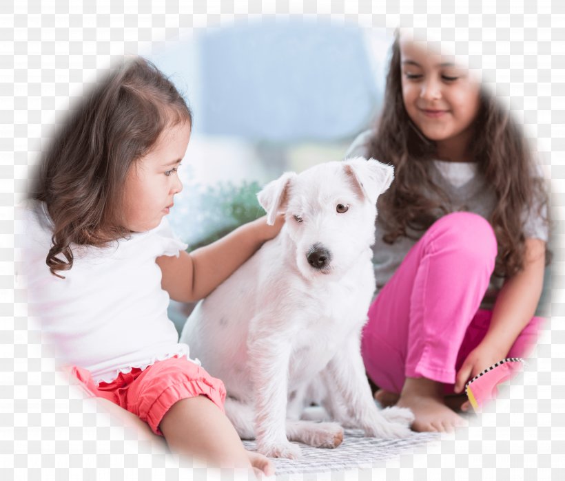 Puppy Dog Breed Border Collie Labrador Retriever Pet, PNG, 5035x4293px, Puppy, Apartment, Bed, Border Collie, Carnivoran Download Free
