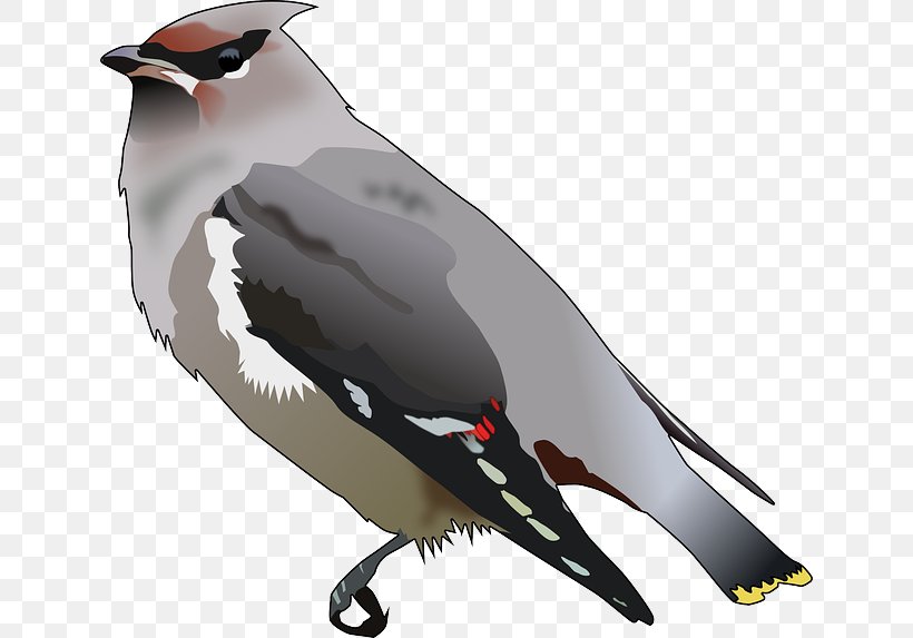 Bird Bohemian Waxwing Passerine Cedar Waxwing Clip Art, PNG, 640x573px, Bird, Animal, Beak, Bird Migration, Bohemian Waxwing Download Free