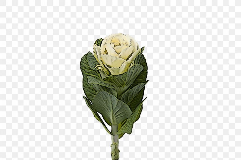 Flower Plant Wild Cabbage Bud Cut Flowers, PNG, 1536x1024px, Flower, Bud, Cabbage, Cut Flowers, Leaf Vegetable Download Free
