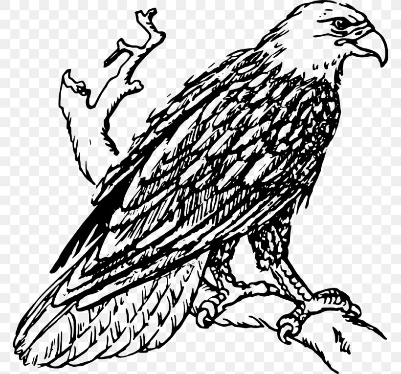 Bald Eagle White-tailed Eagle Golden Eagle Clip Art, PNG, 768x765px, Bald Eagle, Animal, Art, Artwork, Beak Download Free