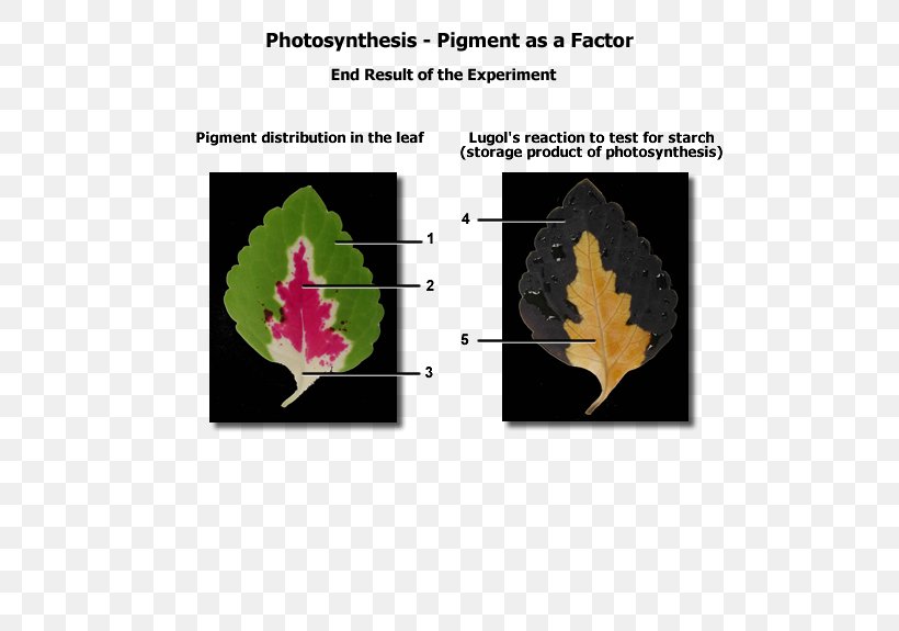 Biological Pigment Biology Photosynthesis Photosynthetic Pigment, PNG, 600x575px, Biological Pigment, Accessory Pigment, Atmosphere Of Earth, Biology, Chlorophyll Download Free