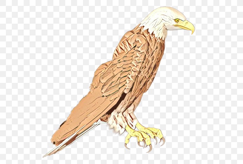 Eagle Cartoon, PNG, 600x554px, Cartoon, Accipitridae, Animal Figure, Bald Eagle, Beak Download Free