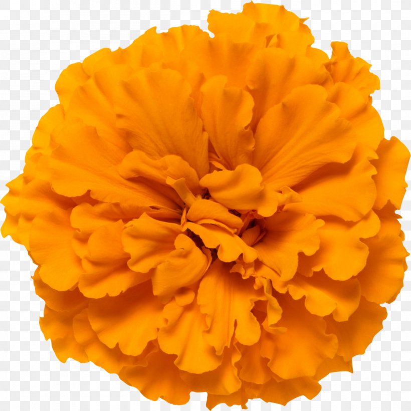 Mexican Marigold Calendula Officinalis Flower Glebionis Segetum Photography, PNG, 1199x1200px, Mexican Marigold, Calendula, Calendula Officinalis, Carnation, Flower Download Free