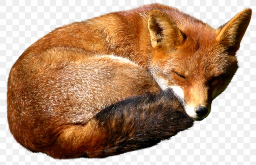 Red Fox, PNG, 1110x719px, Red Fox, Carnivoran, Dhole, Dog Like Mammal, Fauna Download Free