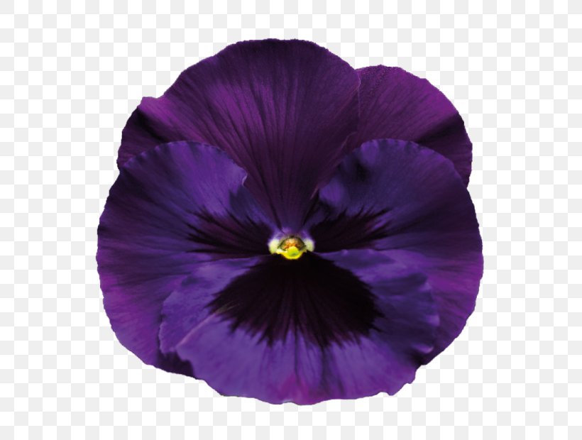 Sweet Violet Flower Purple Pansy, PNG, 595x620px, Violet, Blue, Color, Flower, Flowering Plant Download Free