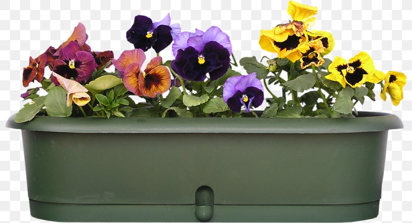 Pansy Balcony Garden Stock.xchng Viola Cornuta, PNG, 800x444px, Pansy, Annual Plant, Artificial Flower, Balcony, Bedding Download Free