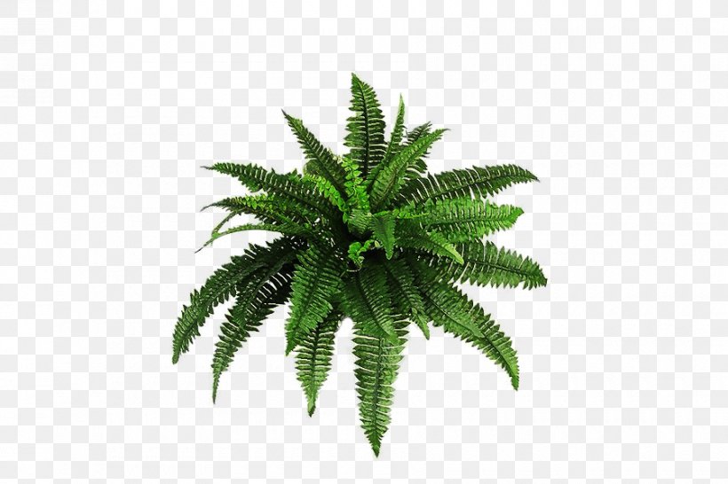 Plant Shrub Fern Clip Art, PNG, 900x600px, Plant, Fern, Ferns And Horsetails, Flowerpot, Grass Download Free