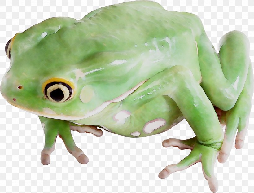 True Frog Toad Tree Frog Terrestrial Animal, PNG, 2380x1810px, True Frog, Amphibian, Animal, Animal Figure, Fauna Download Free