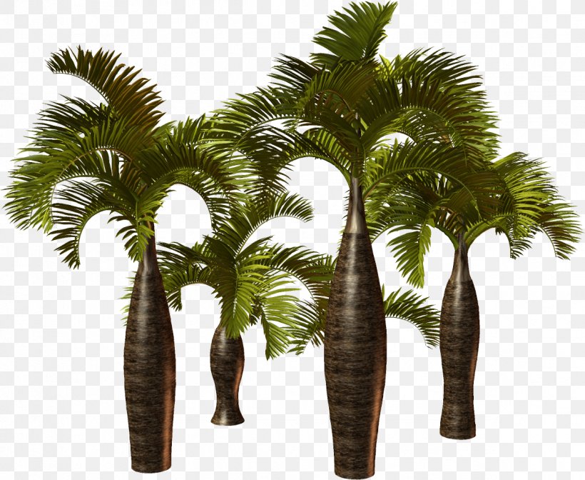 Arecaceae Plant Attalea Speciosa Asian Palmyra Palm, PNG, 1188x974px, Arecaceae, Arecales, Asian Palmyra Palm, Attalea, Attalea Speciosa Download Free