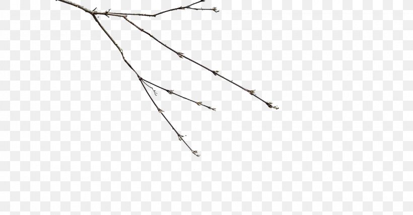 Branch Twig Tree Angle, PNG, 1920x1000px, Branch, Point, Tree, Twig Download Free