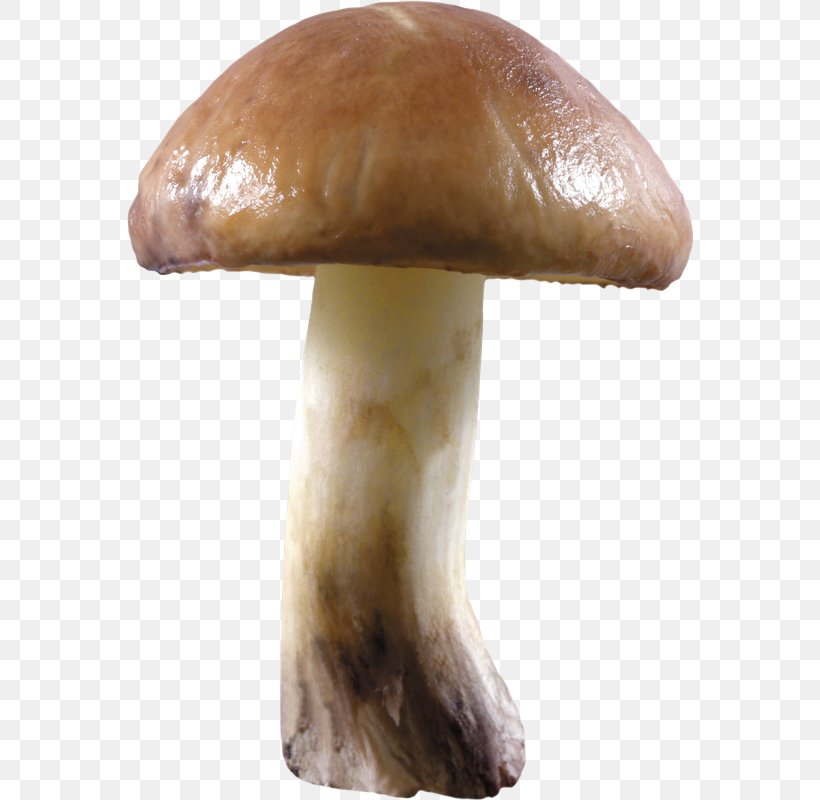 Edible Mushroom Desktop Wallpaper, PNG, 566x800px, Mushroom, Agaricaceae, Amanita Muscaria, Common Mushroom, Edible Mushroom Download Free