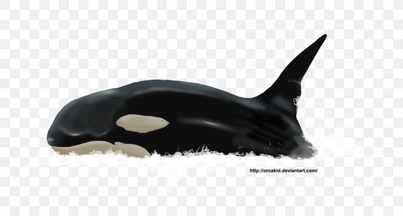 Killer Whale Dolphin Fauna Cetacea Wildlife, PNG, 1219x655px, Killer Whale, Cetacea, Dolphin, Fauna, Fin Download Free