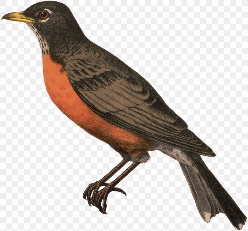 Robin Bird, PNG, 3000x2801px, Common Myna, American Sparrows, Beak, Bird, Blackbird Download Free