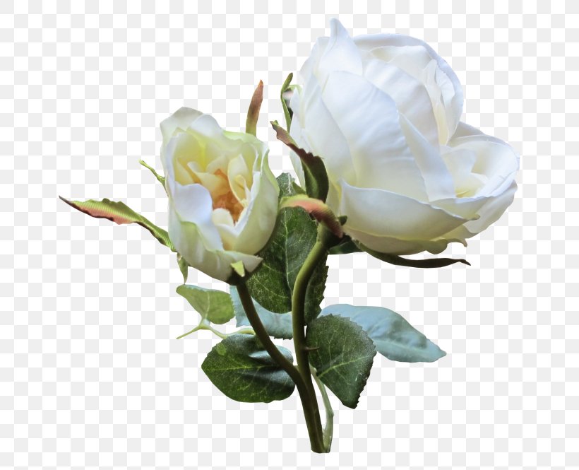 Garden Roses White Flower Cabbage Rose Clip Art, PNG, 700x665px, Garden Roses, Artificial Flower, Branch, Bud, Cabbage Rose Download Free