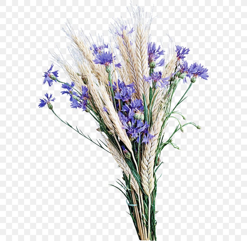 Lavender, PNG, 568x800px, Flower, Cut Flowers, English Lavender, Fernleaf Lavender, Flowering Plant Download Free