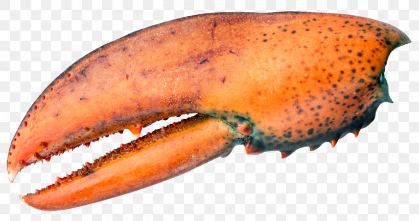 Orange Lobster Papua New Guinea, PNG, 1300x689px, Orange, Animal Source Foods, Cancer, Carrot, Decapoda Download Free
