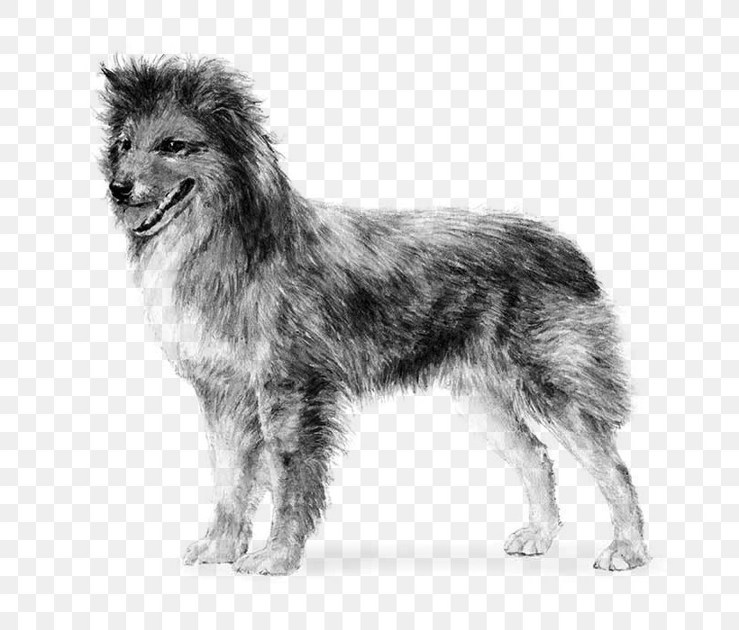 Pyrenean Shepherd Great Pyrenees German Shepherd Old English Sheepdog Smooth Collie, PNG, 700x700px, Pyrenean Shepherd, American Kennel Club, Black And White, Breed, Breed Standard Download Free