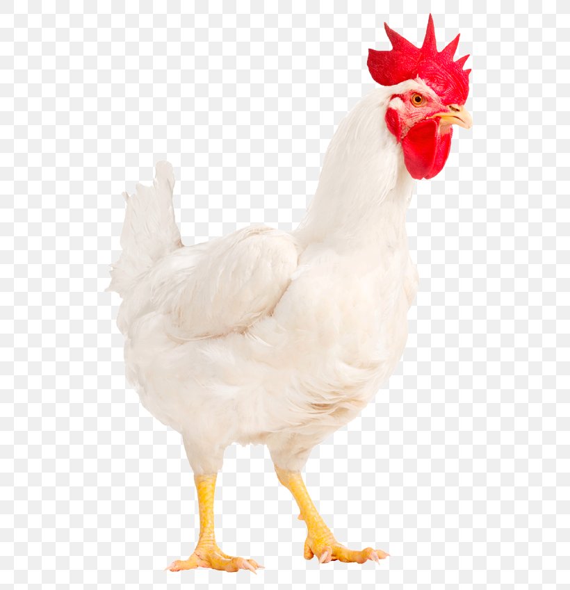 Rooster Chicken Broiler Male Poultry, PNG, 627x849px, Rooster, Animal Figure, Beak, Bird, Broiler Download Free
