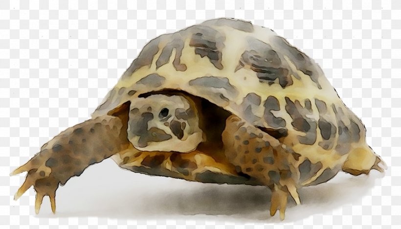 Box Turtles Tortoise Fauna Terrestrial Animal, PNG, 1219x696px, Box Turtles, Animal, Desert Tortoise, Fauna, Hawksbill Sea Turtle Download Free