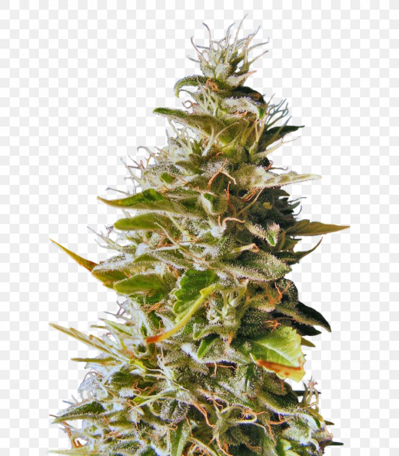 Cannabis Cup Cannabis Sativa Marijuana Feminized Cannabis, PNG, 1400x1600px, Cannabis Cup, Aphrodisiac, Cannabis, Cannabis Sativa, Christmas Tree Download Free