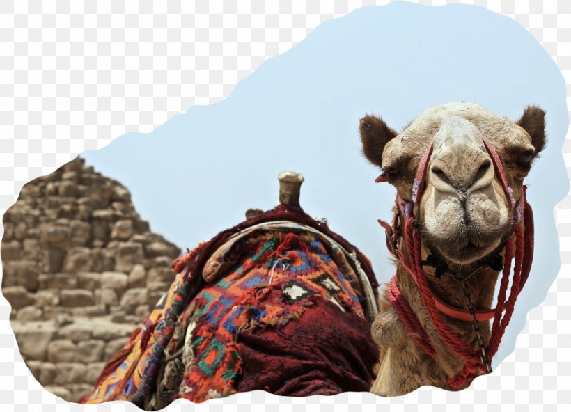 Dromedary Dubai Camel Blockchain Cryptocurrency, PNG, 1136x821px, Dromedary, Arabian Camel, Bactrian Camel, Blockchain, Camel Download Free