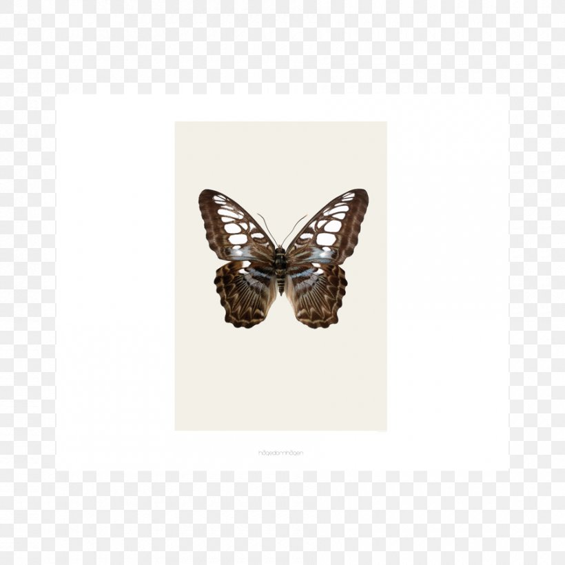 Lepidoptera Poster Design Beetle Art, PNG, 900x900px, Lepidoptera, Art, Beetle, Butterfly, Insect Download Free