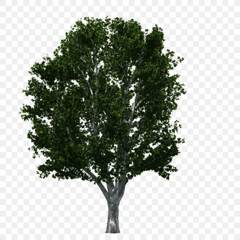 Transparency Image Tree Adobe Photoshop, PNG, 1024x1024px, Tree, Branch, Image Resolution, Oak, Plane Tree Family Download Free
