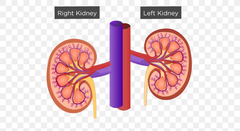 Renal Hilum Kidney Renal Medulla Excretory System Renal Sinus, PNG, 770x449px, Watercolor, Cartoon, Flower, Frame, Heart Download Free