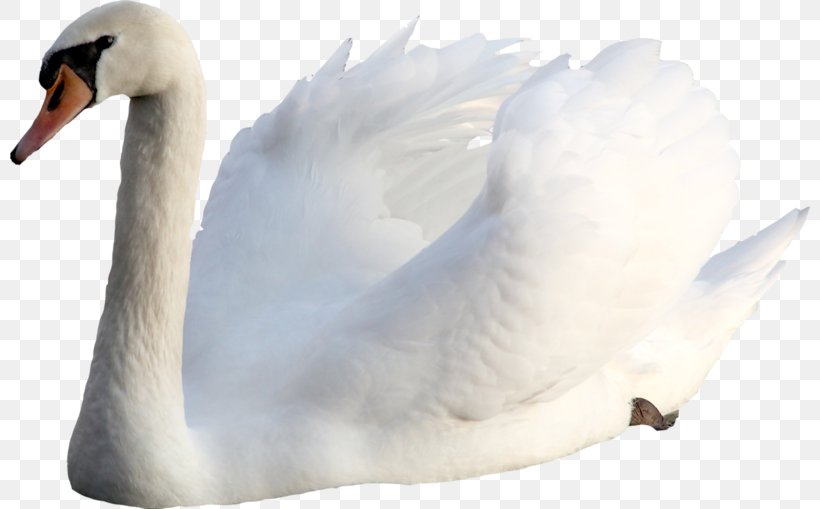 Cygnini Bird Goose Photography Duck, PNG, 800x509px, Cygnini, Animal, Beak, Bird, Digital Image Download Free