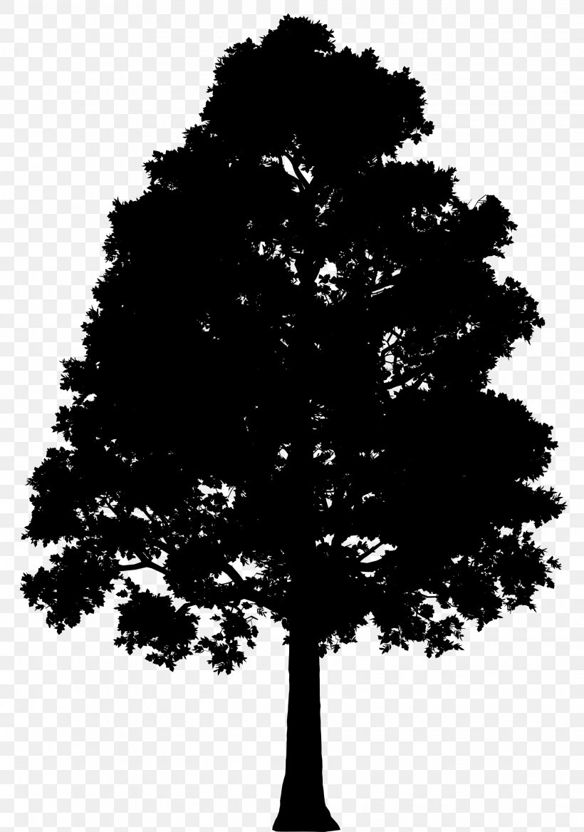 Fir Spruce Silhouette Leaf, PNG, 2040x2905px, Fir, American Larch, Blackandwhite, Branch, Colorado Spruce Download Free