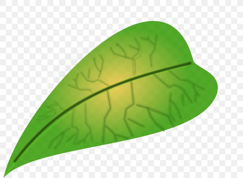 Leaf Clip Art, PNG, 800x600px, Leaf, Food, Free Content, Grass, Green Download Free