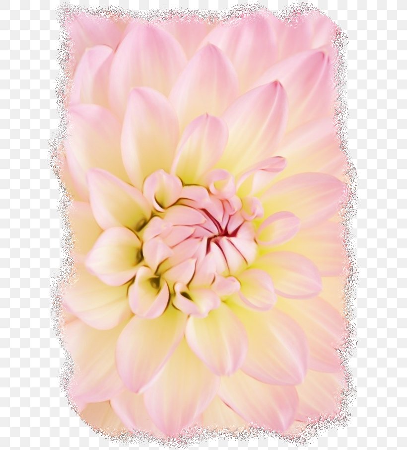 Pink Flower Cartoon, PNG, 632x906px, Cabbage Rose, Chrysanths, Cut Flowers, Dahlia, Floral Design Download Free