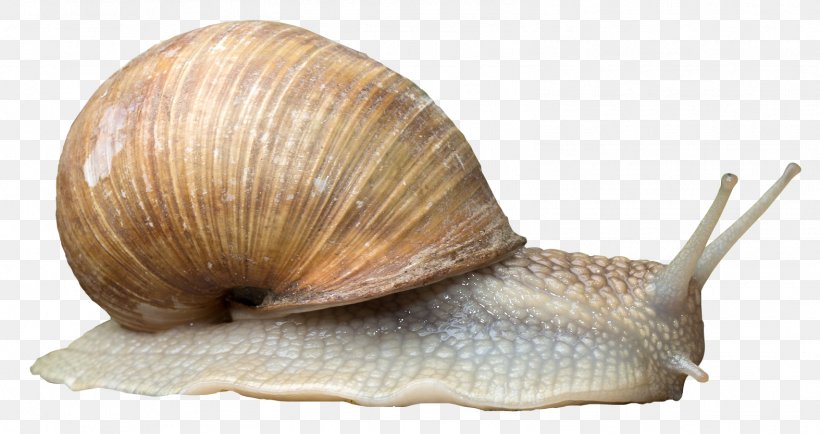 Snail Orthogastropoda, PNG, 1574x834px, Orthogastropoda, Conchology, Escargot, Gastropod Shell, Gastropods Download Free