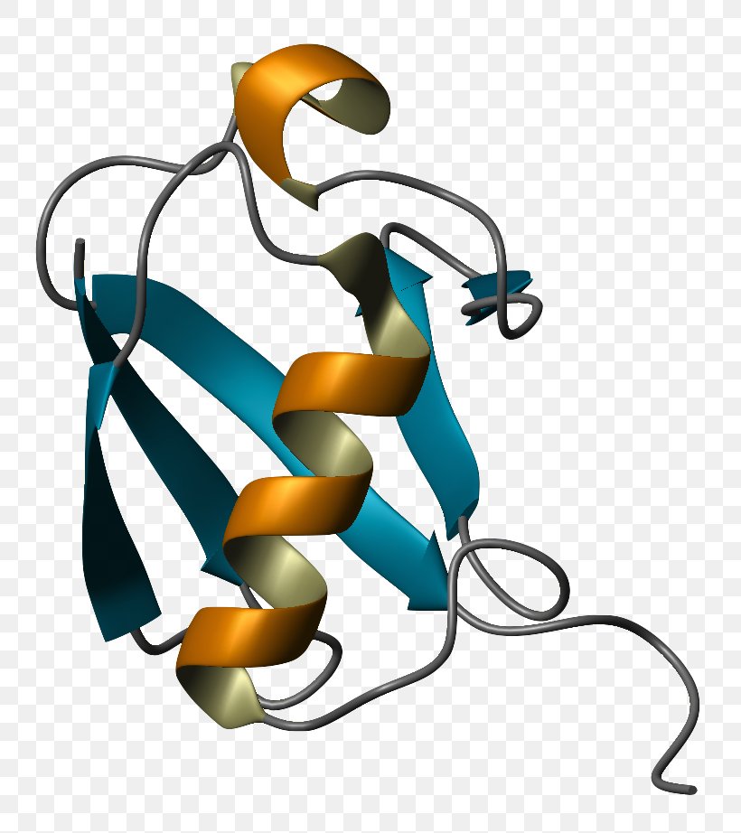 Ubiquitin Protein Folding Ribbon Diagram Molecular Biology, PNG, 806x922px, Ubiquitin, Amino Acid, Artwork, Cell Signaling, Chaperone Download Free
