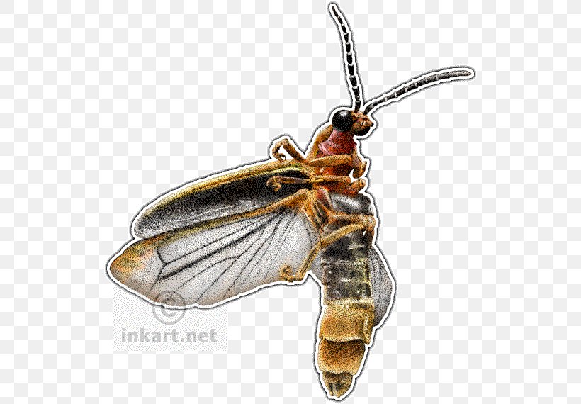 Beetle Firefly Drawing Photinus Pyralis, PNG, 528x570px, Beetle, Art, Arthropod, Bee, Biological Illustration Download Free