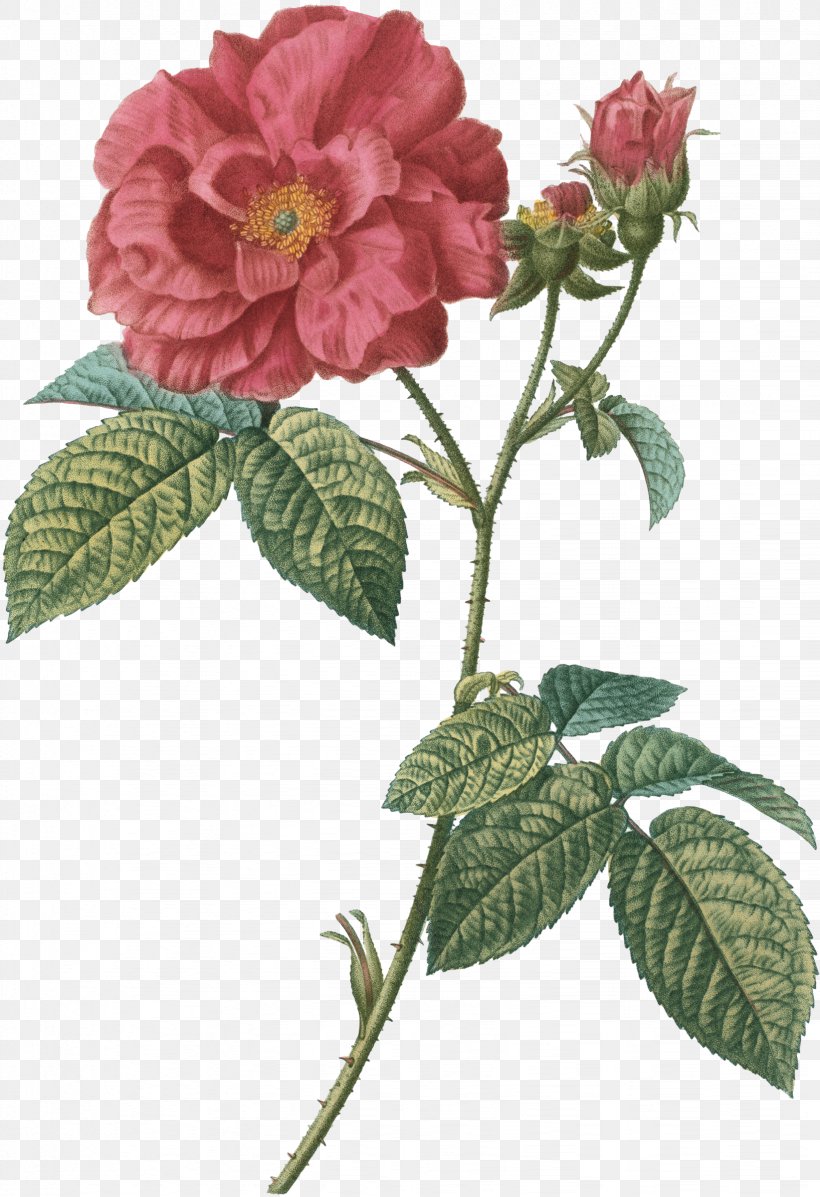 French Rose Botanical Illustration Image Drawing, PNG, 1644x2400px, French Rose, Art, Botanical Illustration, Botany, Camellia Download Free
