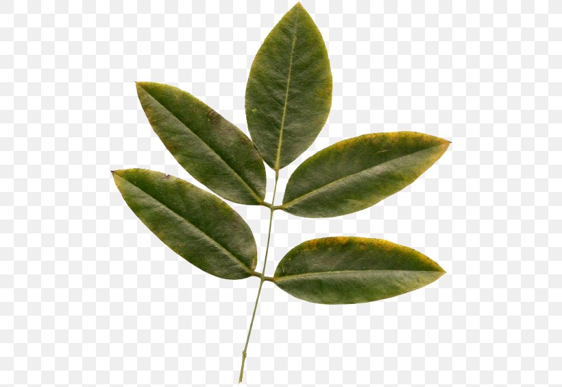 Leaf Naver Blog Plant Stem Adobe Photoshop, PNG, 500x564px, Leaf, Blog, Blue, Data, Flower Download Free