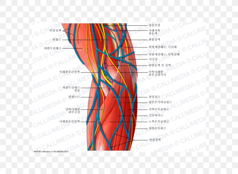 Nervous System Ulnar Nerve Elbow Blood Vessel, PNG, 600x600px, Watercolor, Cartoon, Flower, Frame, Heart Download Free