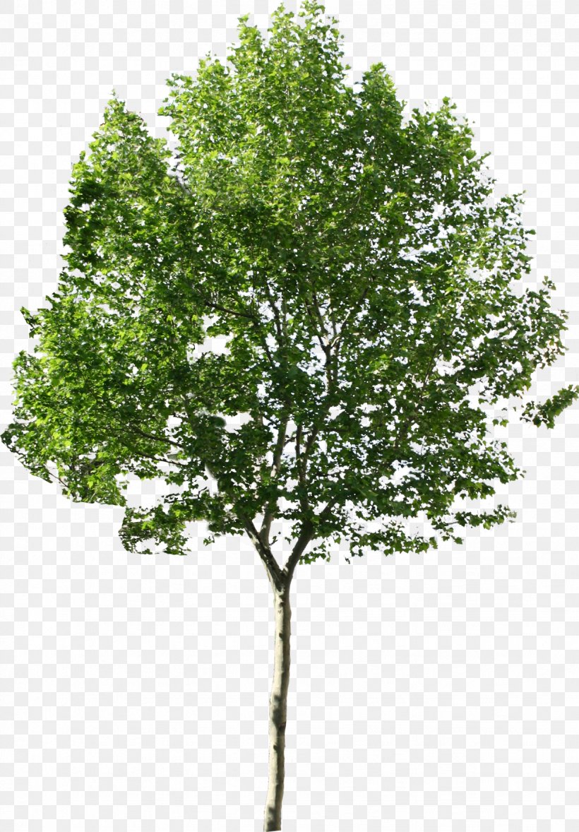 Tree, PNG, 1227x1763px, Tree, Birch, Branch, Computer Graphics, Oak Download Free