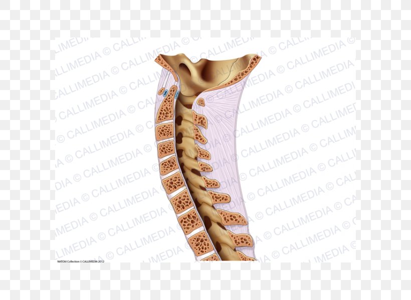 Vertebral Column Bone Rachis Ligament Neck, PNG, 600x600px, Watercolor, Cartoon, Flower, Frame, Heart Download Free