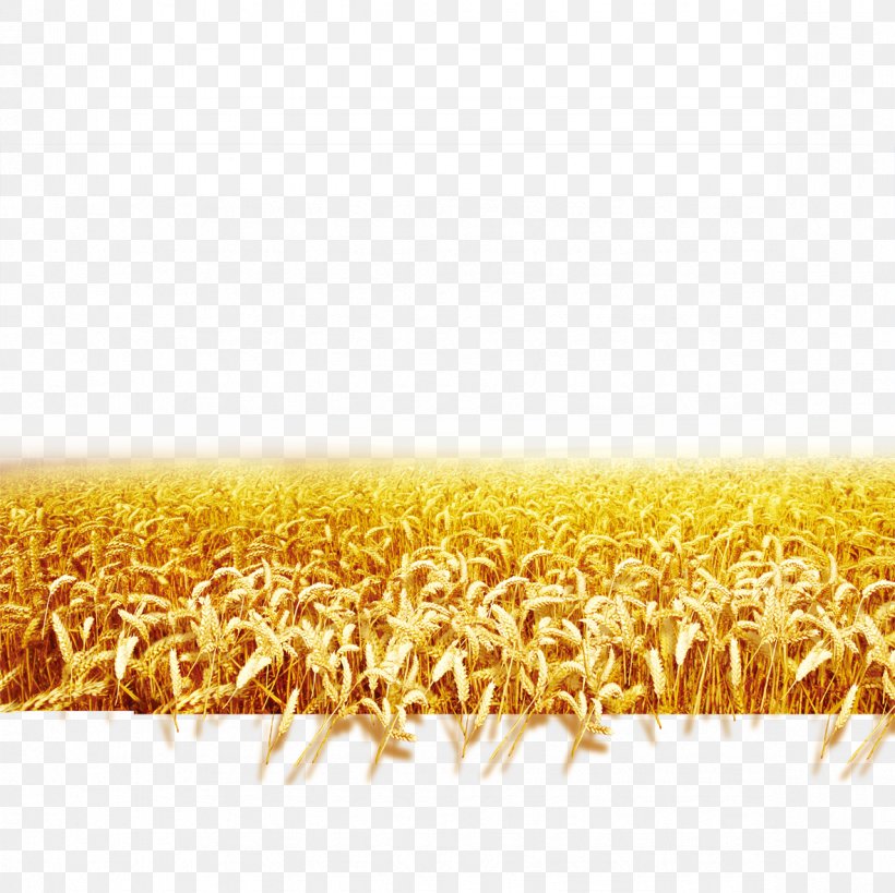 Wheat Download Landscape, PNG, 1181x1181px, Wheat, Agriculture, Commodity, Crop, Designer Download Free