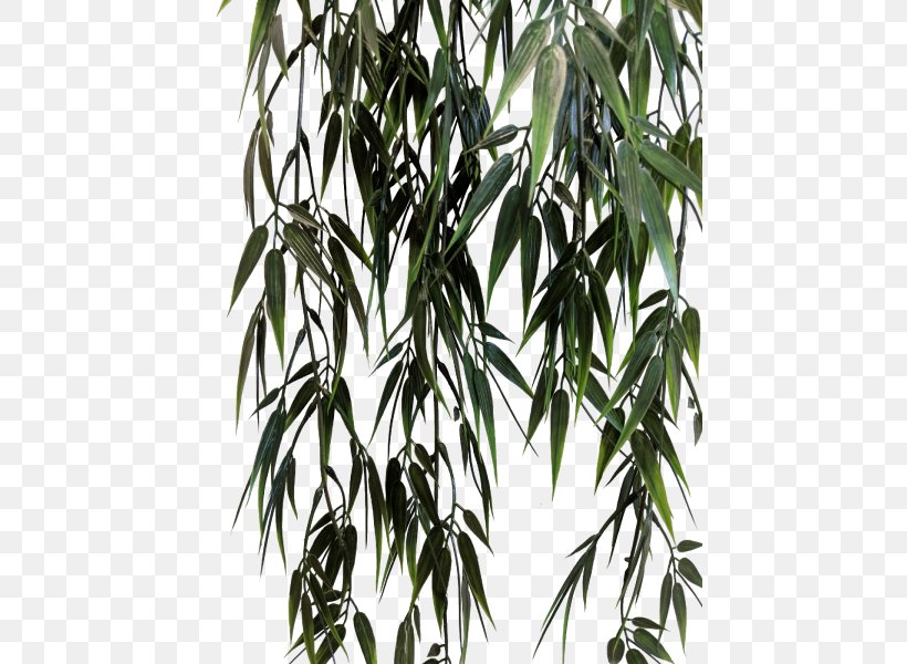 Bamboo Twig Tree Plant Stem, PNG, 800x600px, Bamboo, Branch, Branching, Family, Grass Download Free