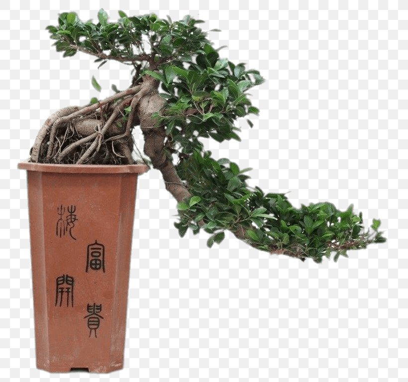 Chinese Sweet Plum Ficus Retusa Bonsai Tree Flowerpot, PNG, 814x768px, Chinese Sweet Plum, Bonsai, Ficus Retusa, Fig Trees, Flowerpot Download Free