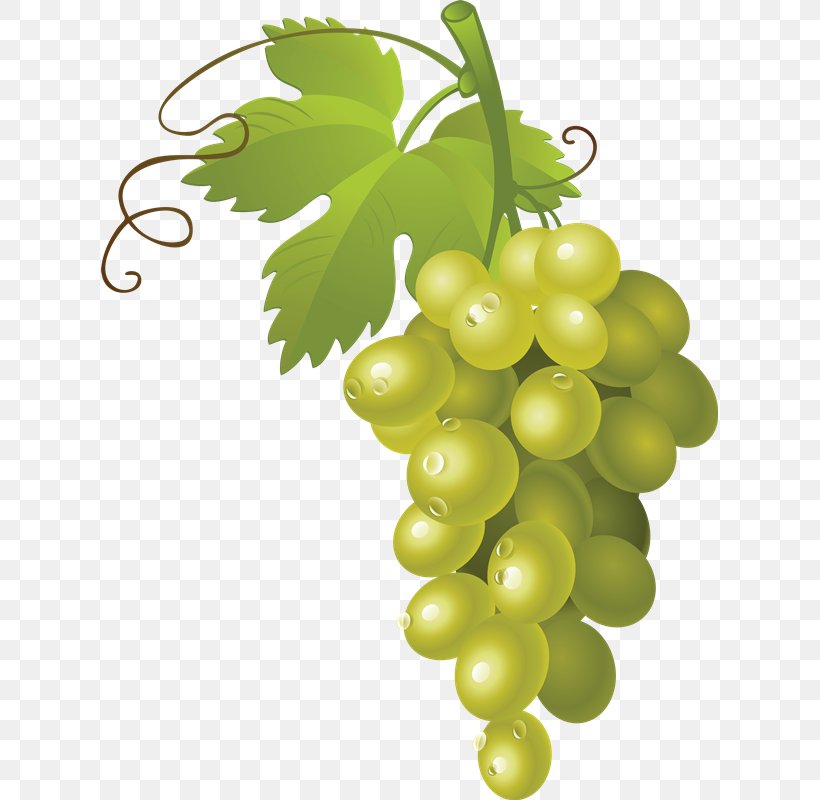 Common Grape Vine Sultana Clip Art, PNG, 617x800px, Common Grape Vine, Berry, Flowering Plant, Food, Fruit Download Free