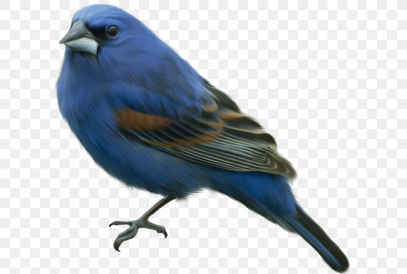 Eastern Bluebird Clip Art, PNG, 600x553px, Bird, Beak, Bluebird, Drawing, Eastern Bluebird Download Free
